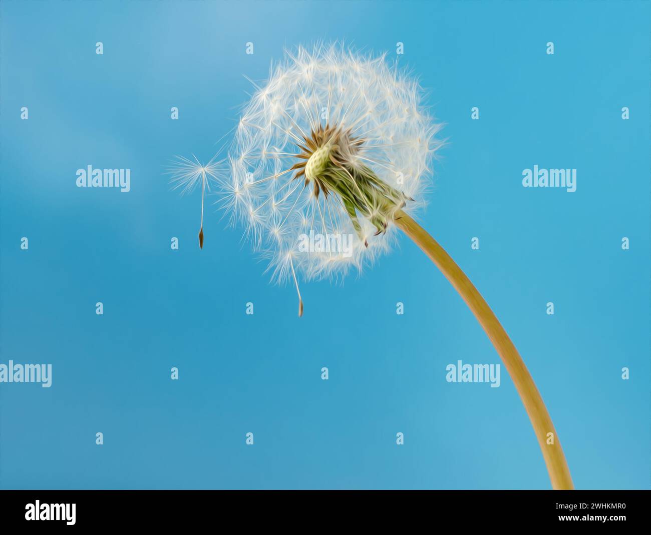 Pissenlit blanc avec des graines Banque D'Images