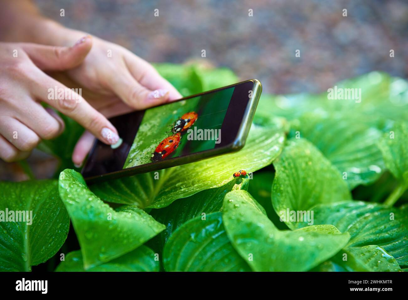 Jeune femme prenant des photos de coccinelles sur une feuille verte avec un téléphone intelligent Banque D'Images