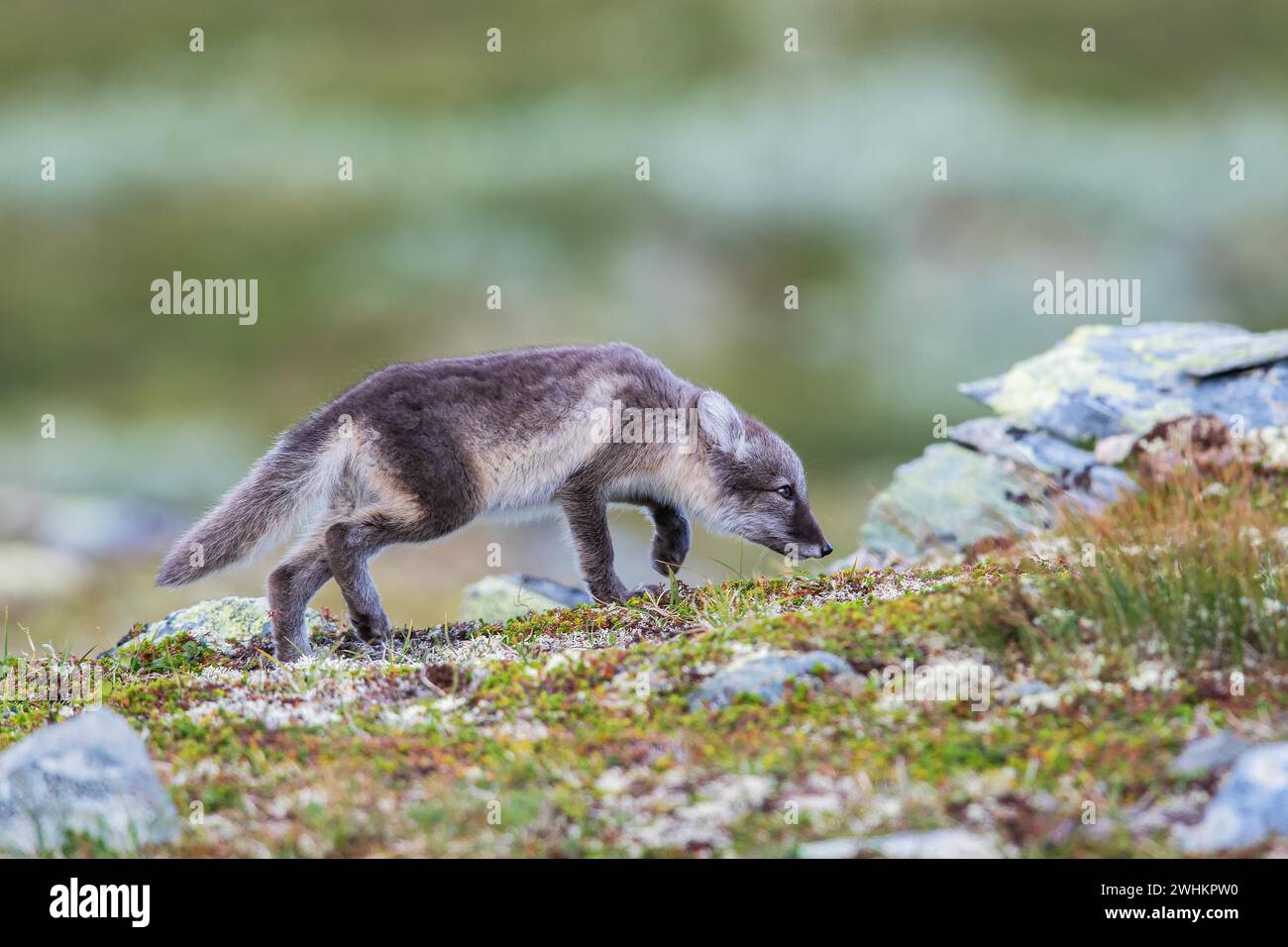 Renard arctique, + Banque D'Images