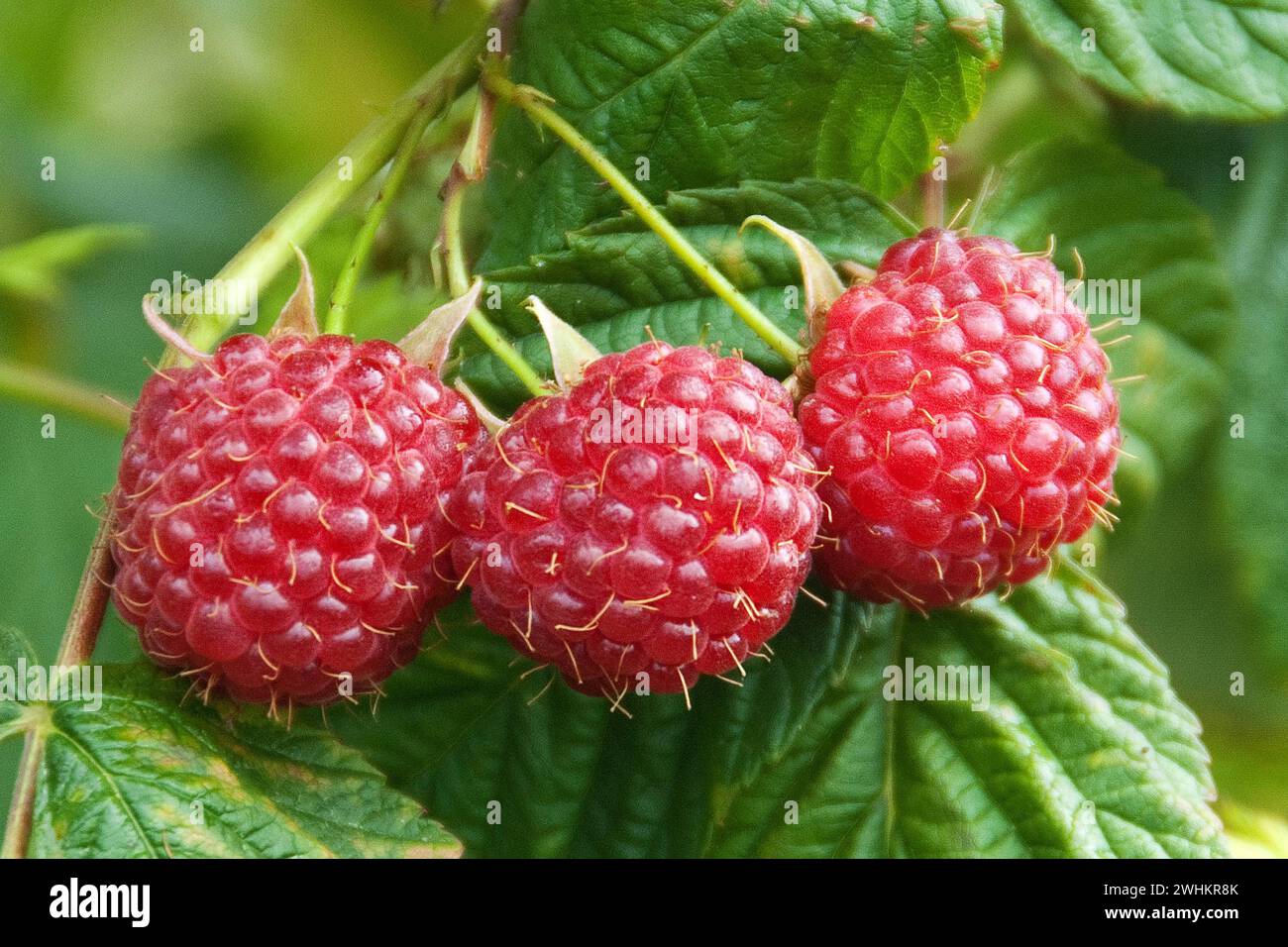 Framboise (Rubus idaeus 'Polka'), Institut bavarois de viticulture et d'horticulture, République fédérale d'Allemagne Banque D'Images