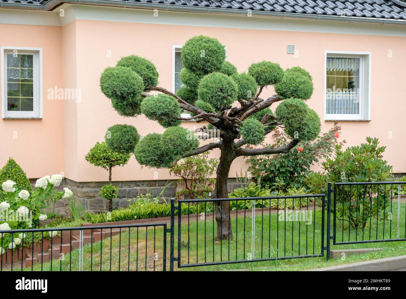 genévrier de Virginie (Juniperus virginiana 'Hetz'), République fédérale d'Allemagne Banque D'Images