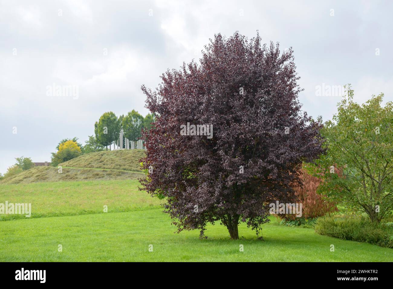 Prune sanguine (Prunus cerasifera 'Nigra'), jardins de Hohenheim, République fédérale d'Allemagne Banque D'Images