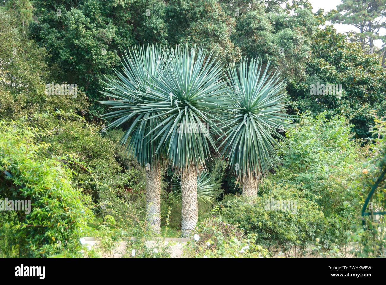 Lys de palmier à feuilles bleues (Yucca rostrata), jardin de Blandy, République fédérale d'Allemagne Banque D'Images