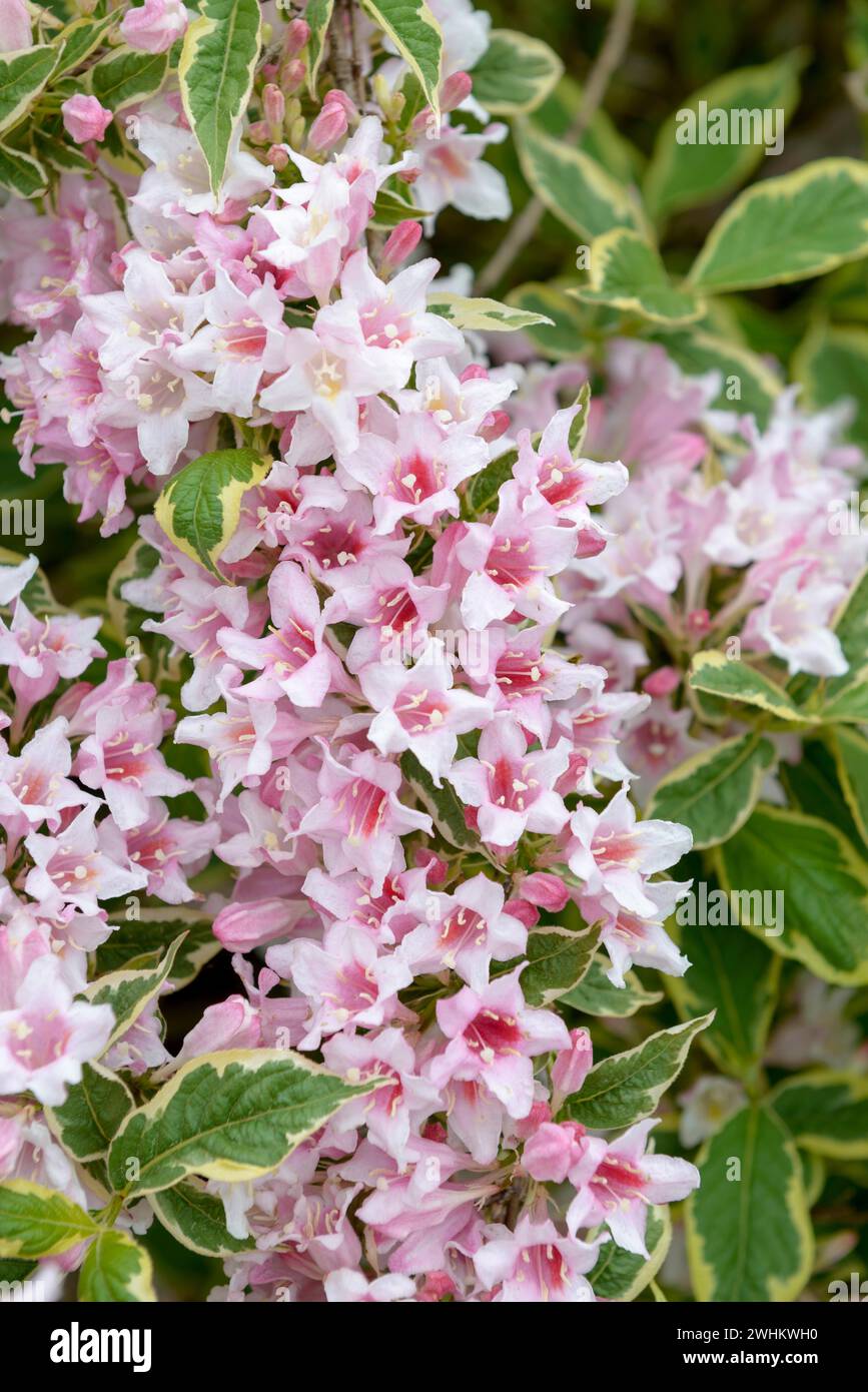 Weigela (Weigela 'Nana variegata'), République fédérale d'Allemagne Banque D'Images