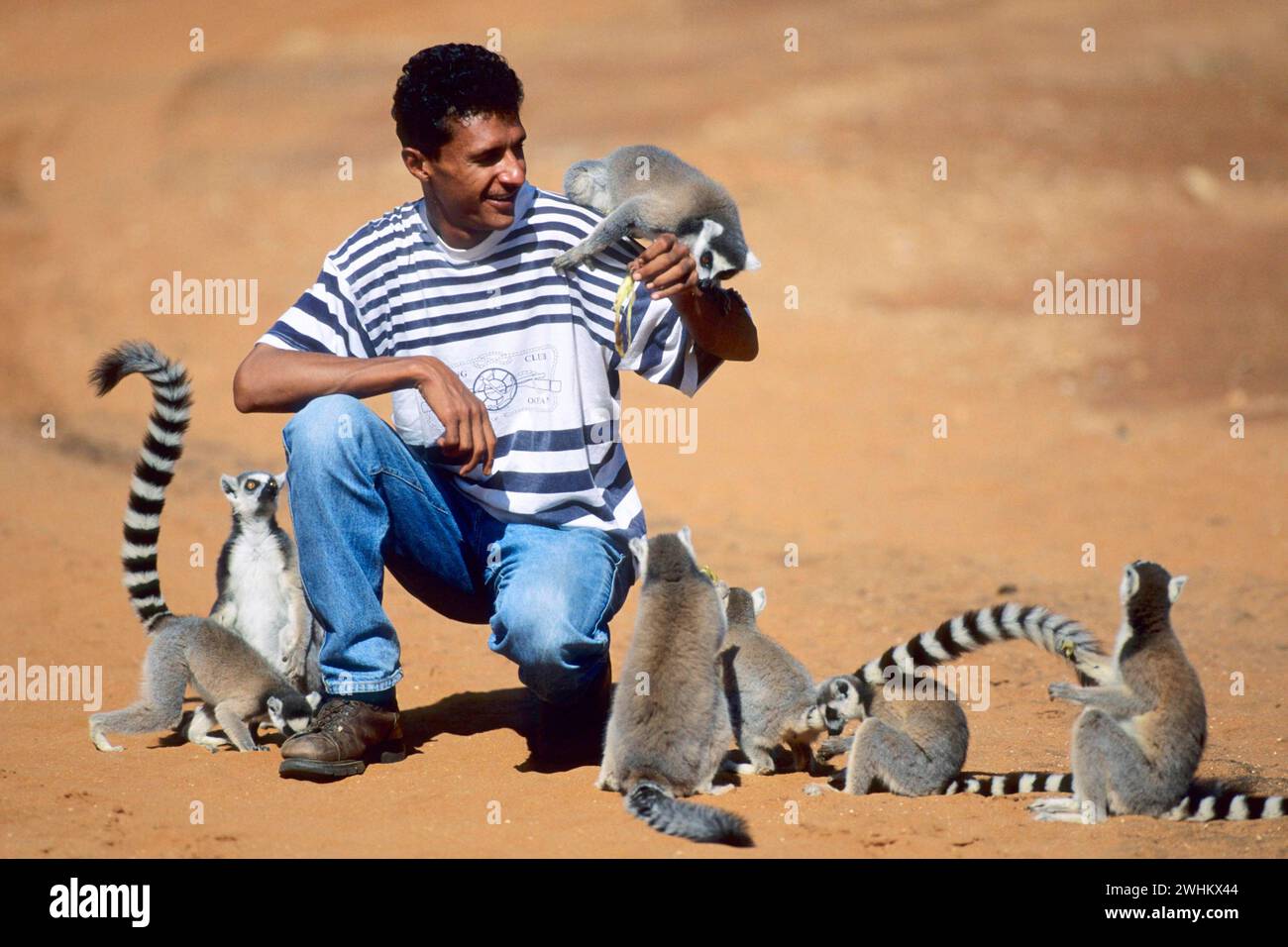 Lemur catta, Lemur à queue annulaire, Madagascar, Madagascar, Madagascar Banque D'Images