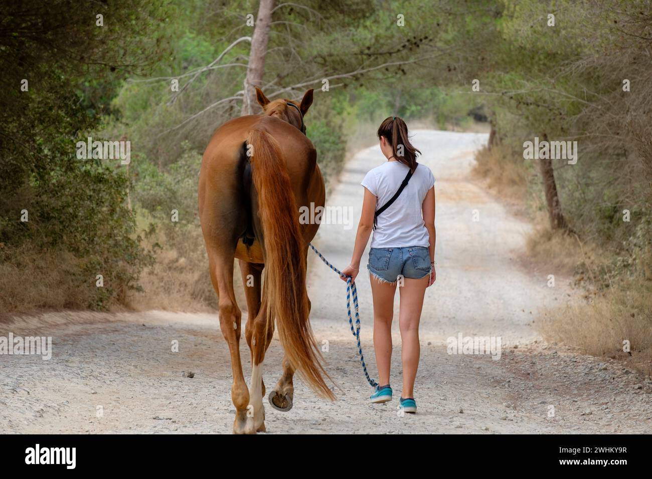 Fille solitaire et cheval Banque D'Images
