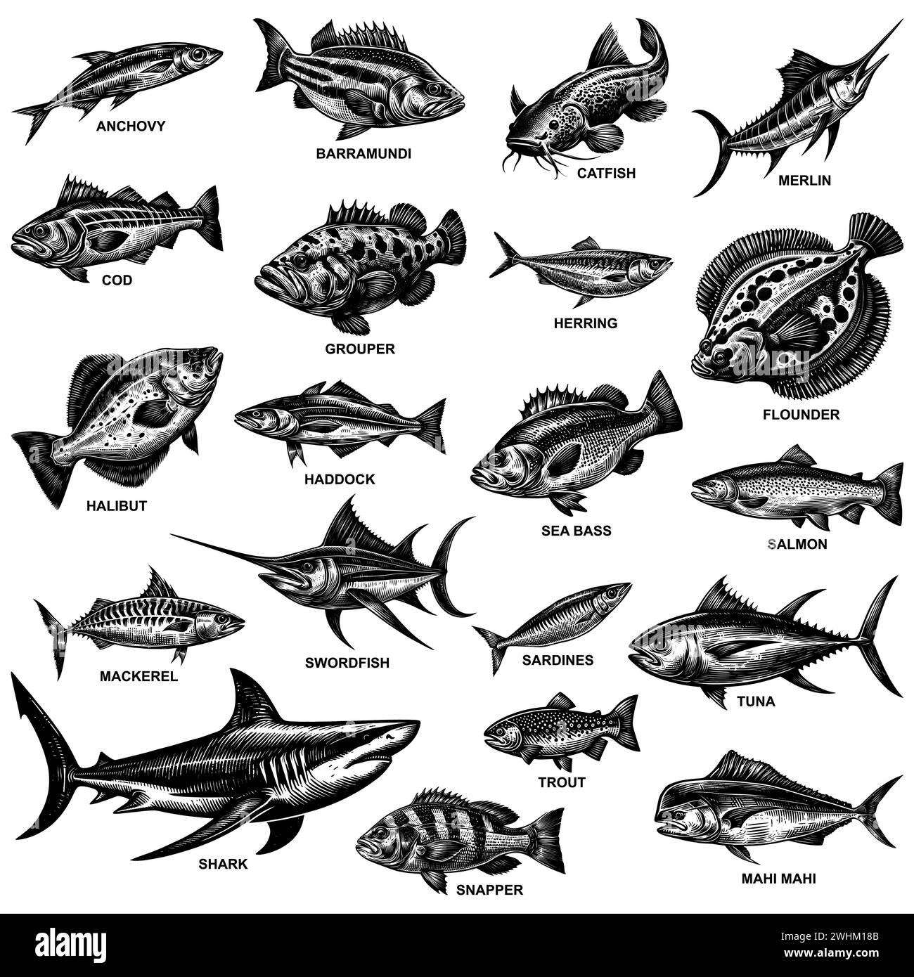 Ensemble d'illustration de style linogravure mettant en vedette diverses espèces de poissons de l'océan, isolé sur un fond blanc. Illustration de Vecteur