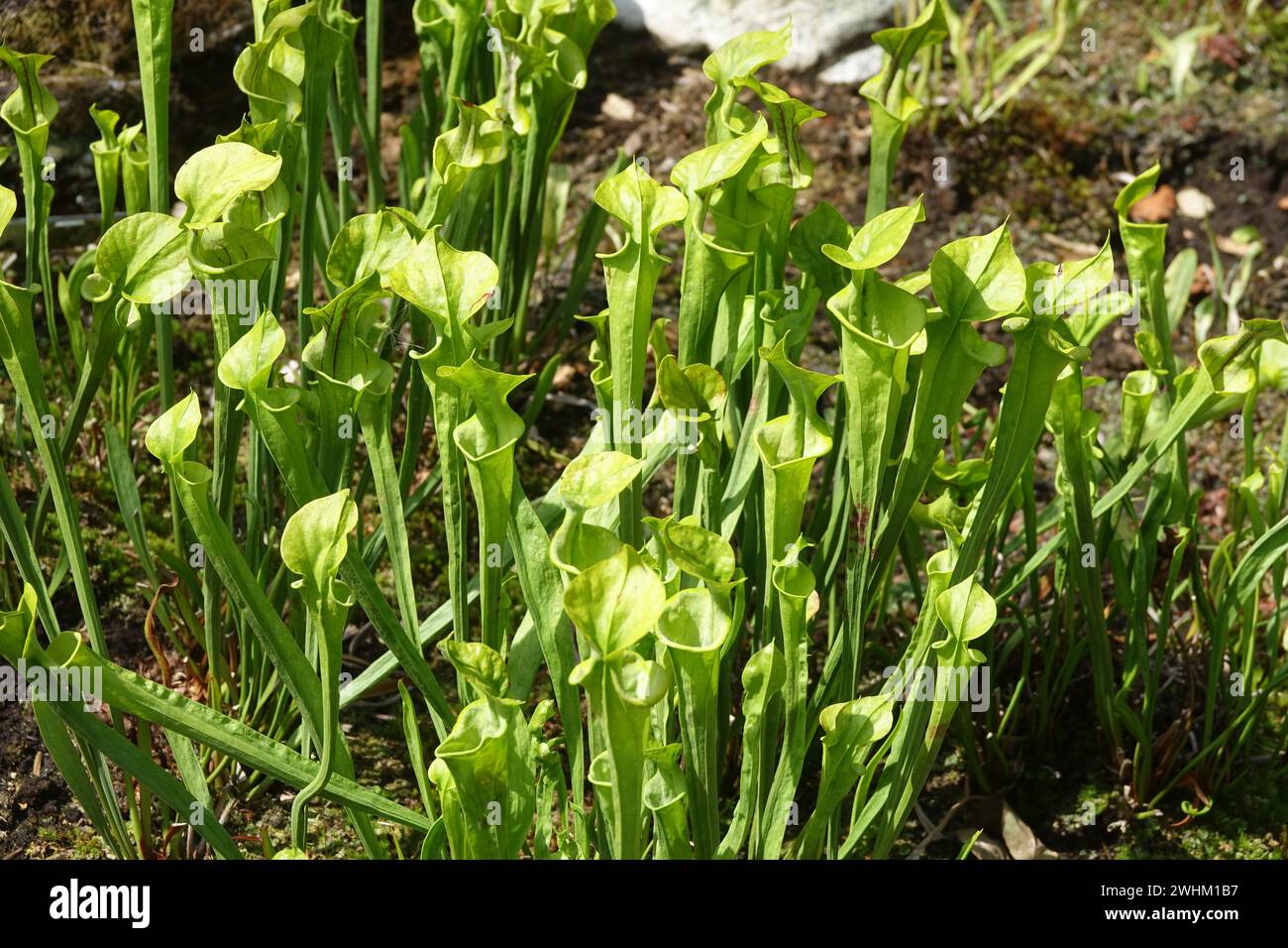 Sarracenia flava, pichet jaune Banque D'Images