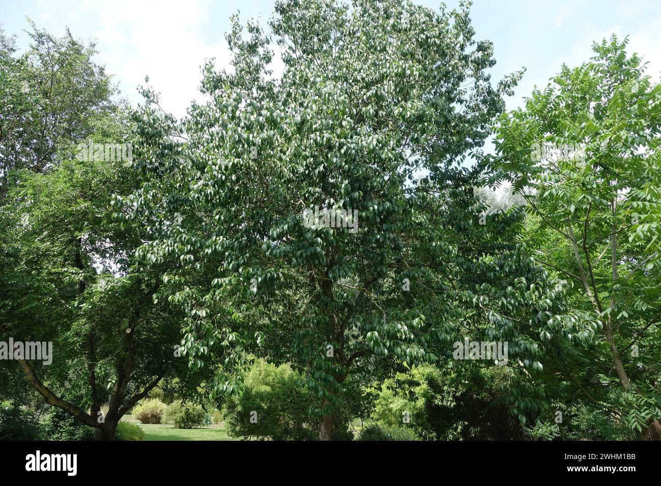 Eucommia ulmoides, arbre à caoutchouc chinois Banque D'Images