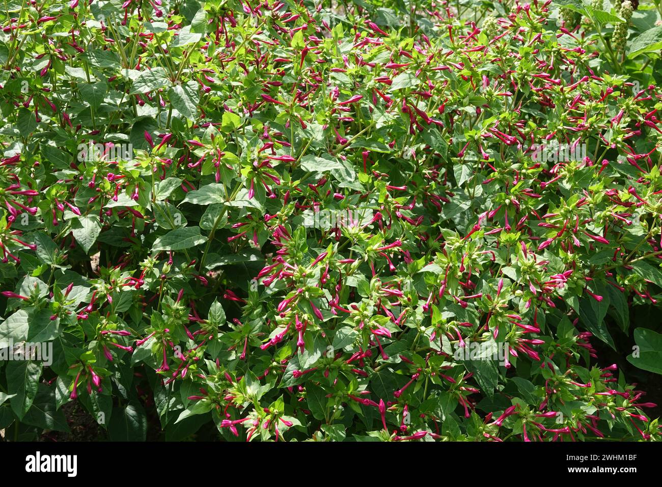 Mirabilis jalapa, fleur de quatre heures Banque D'Images