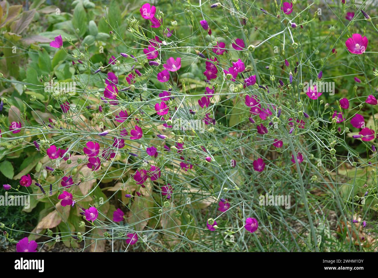 Callirhoe, digitata, mauve frangée de pavot Banque D'Images