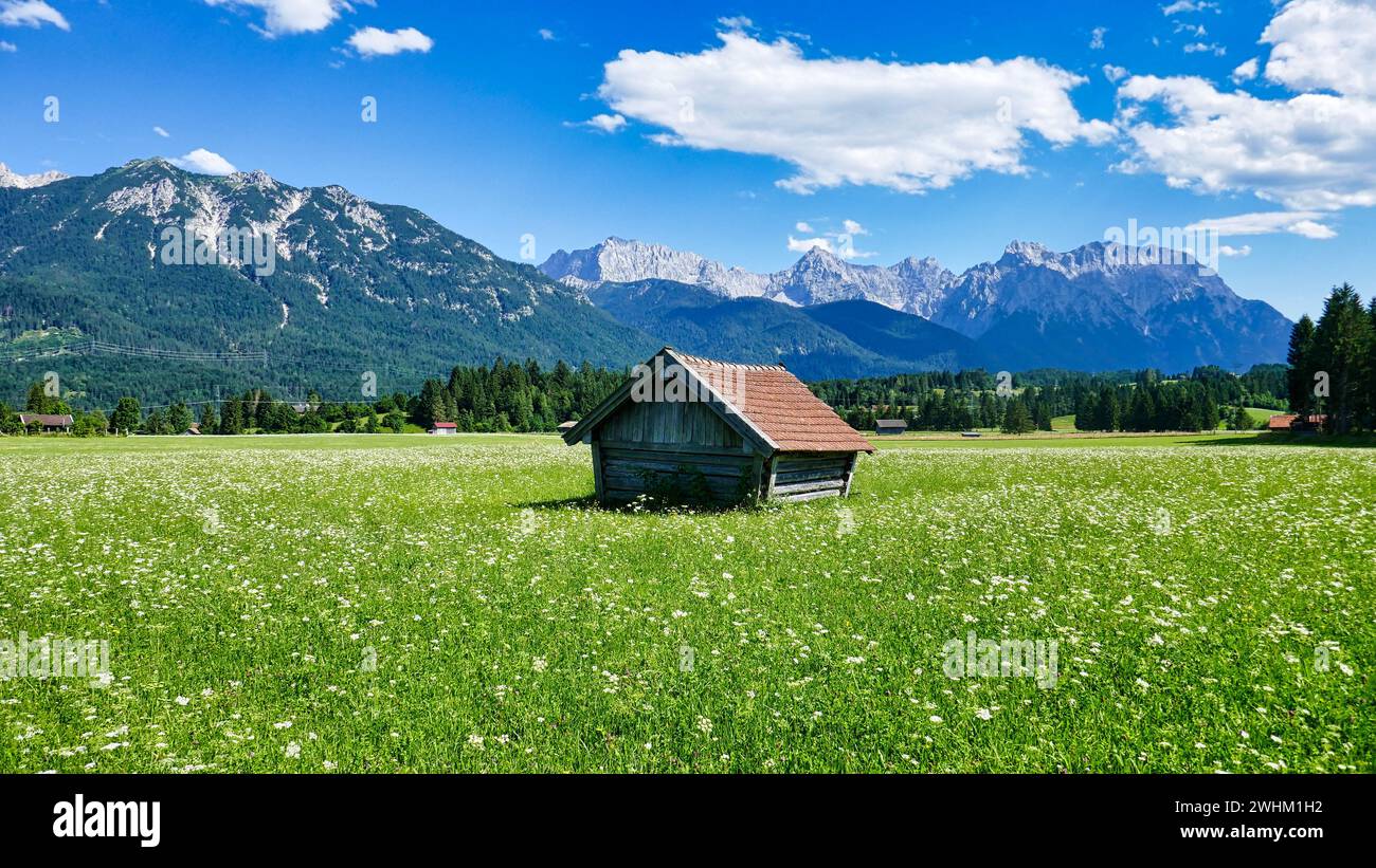 Heustadel au milieu d'une prairie fleurie alpine en face des montagnes Karwendel Banque D'Images