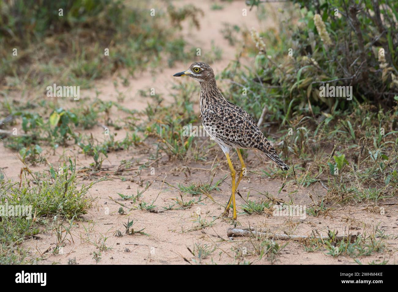 Spotted thick-knee (Burhinus capensis), également connu sous le nom de l'oreillard dikkop Banque D'Images