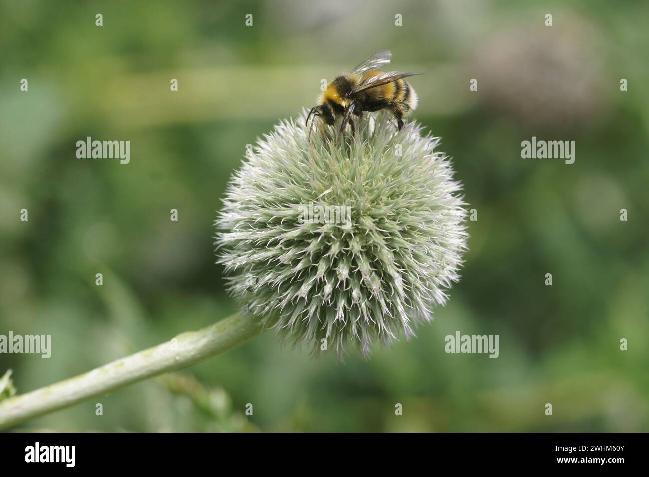 Echinops sphaerocephalus, chardon glandulaire, bourdon Banque D'Images