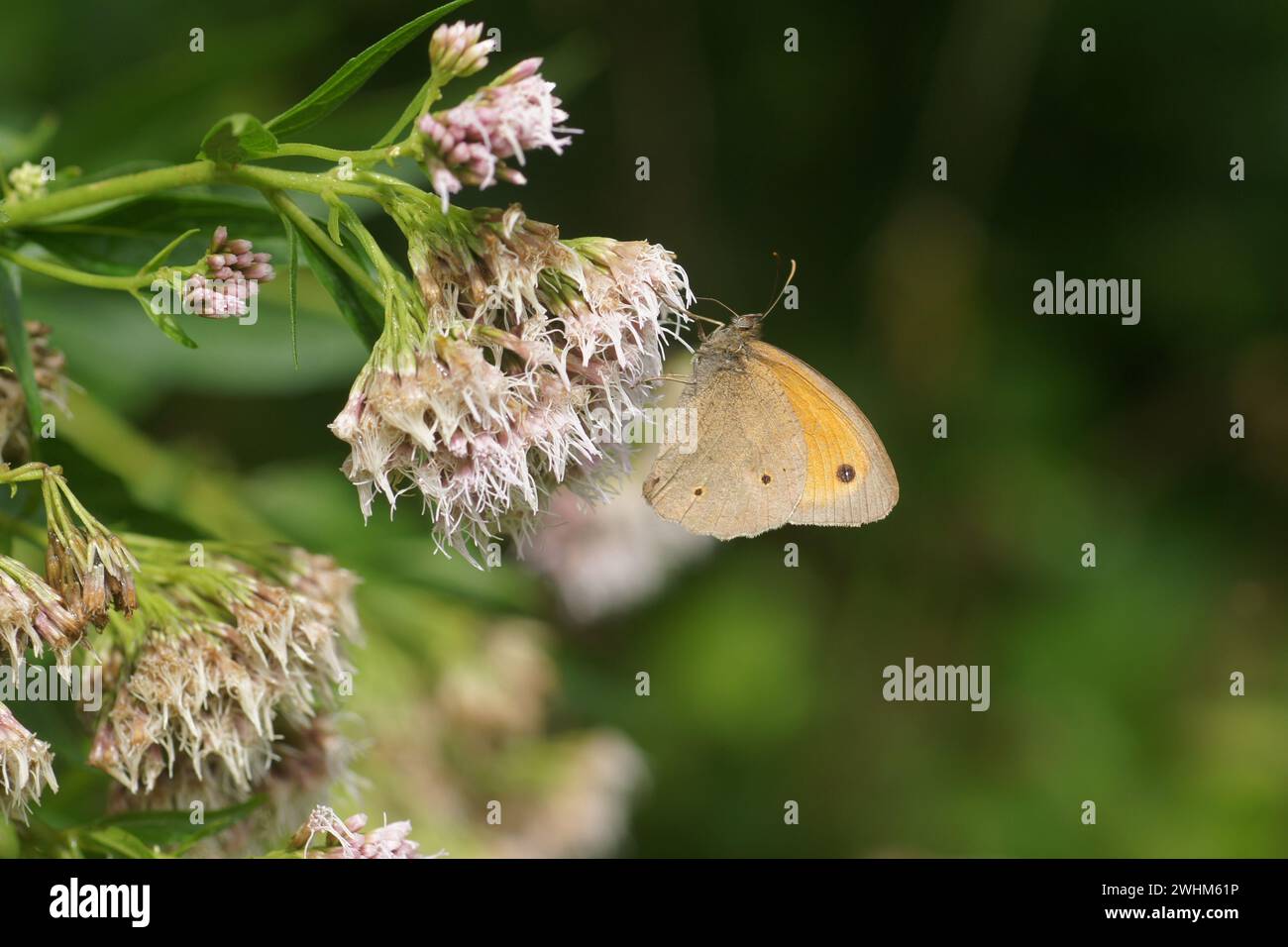 Eupatorium cannabinum, agrimonie de chanvre, Pyronia tithonus, haie brune Banque D'Images