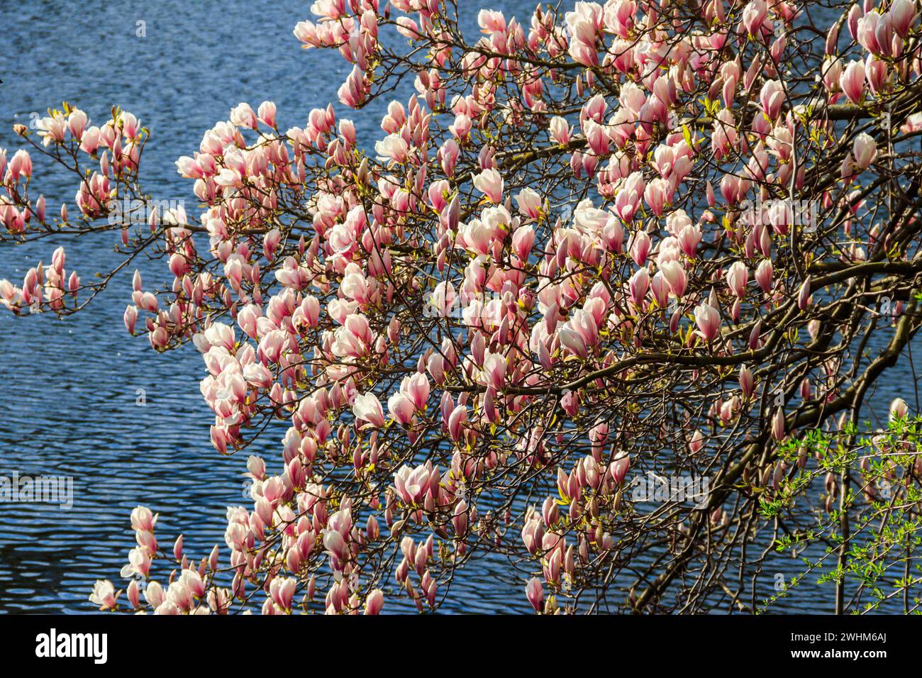 Magnifique arbre de magnolia rose fleuri dans le parc Banque D'Images