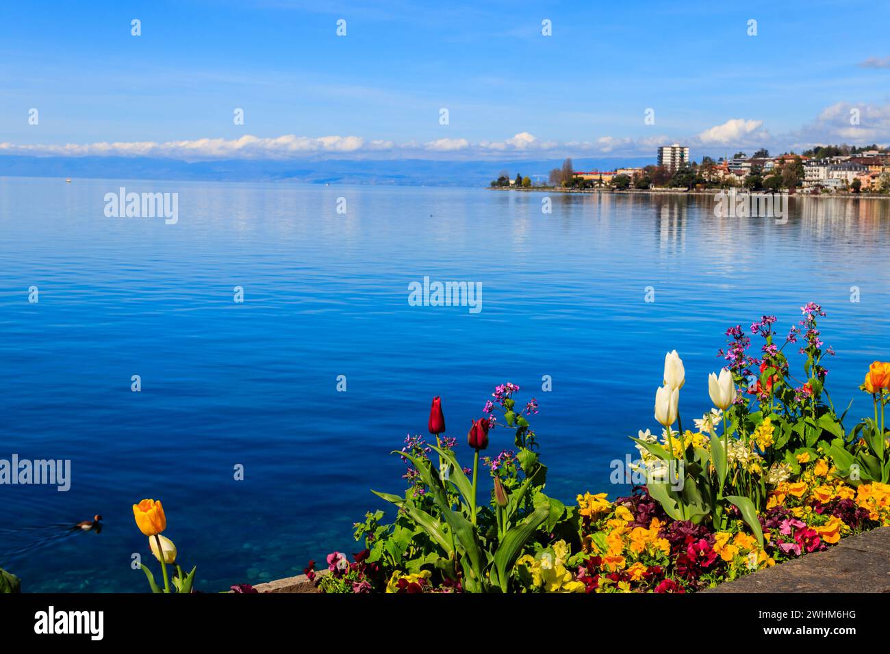 Belle vue avec des fleurs printanières colorées sur les Alpes et le lac Léman à Montreux, Suisse Banque D'Images