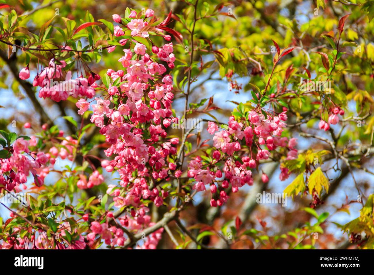 Cerisier rose fleuri dans le jardin au printemps Banque D'Images