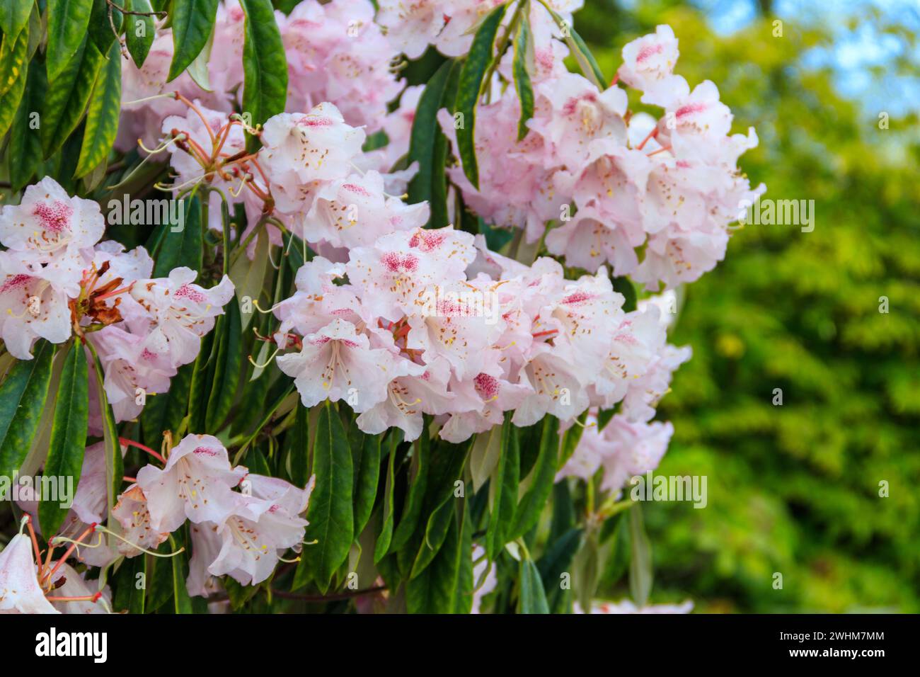 Magnifique arbre en fleurs rhododendron (Rhododendron arboreum) dans le jardin botanique Banque D'Images
