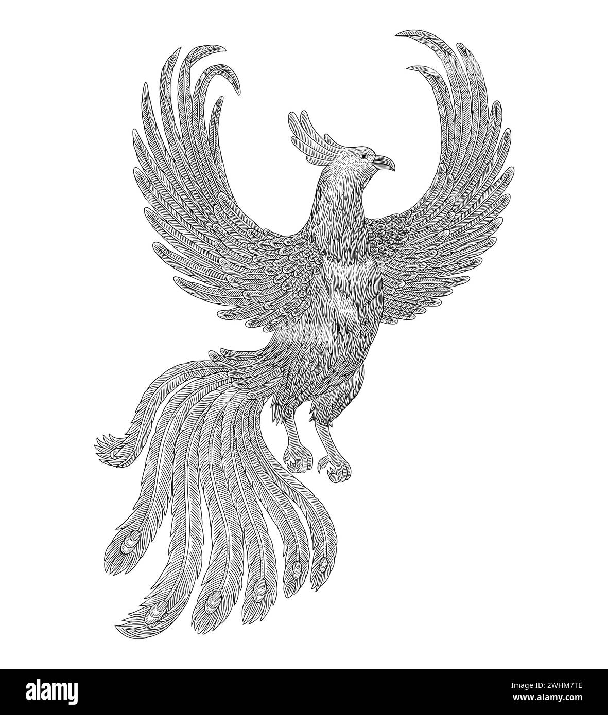 Phoenix oiseau volant, illustration de style de dessin de gravure vintage Illustration de Vecteur