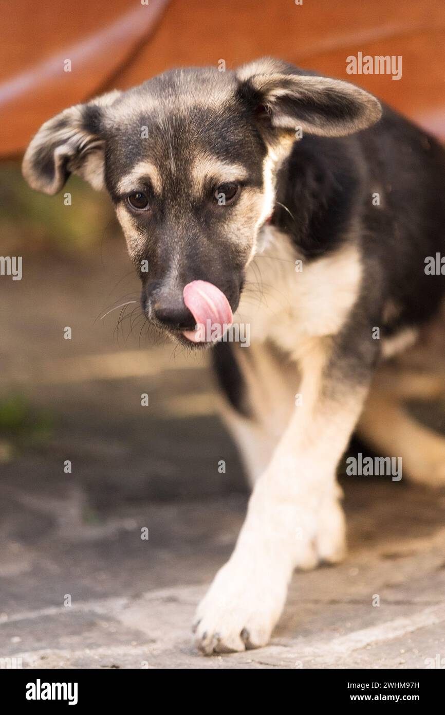 Chiot chien avec les yeux tristes dans un abri, portrait Banque D'Images