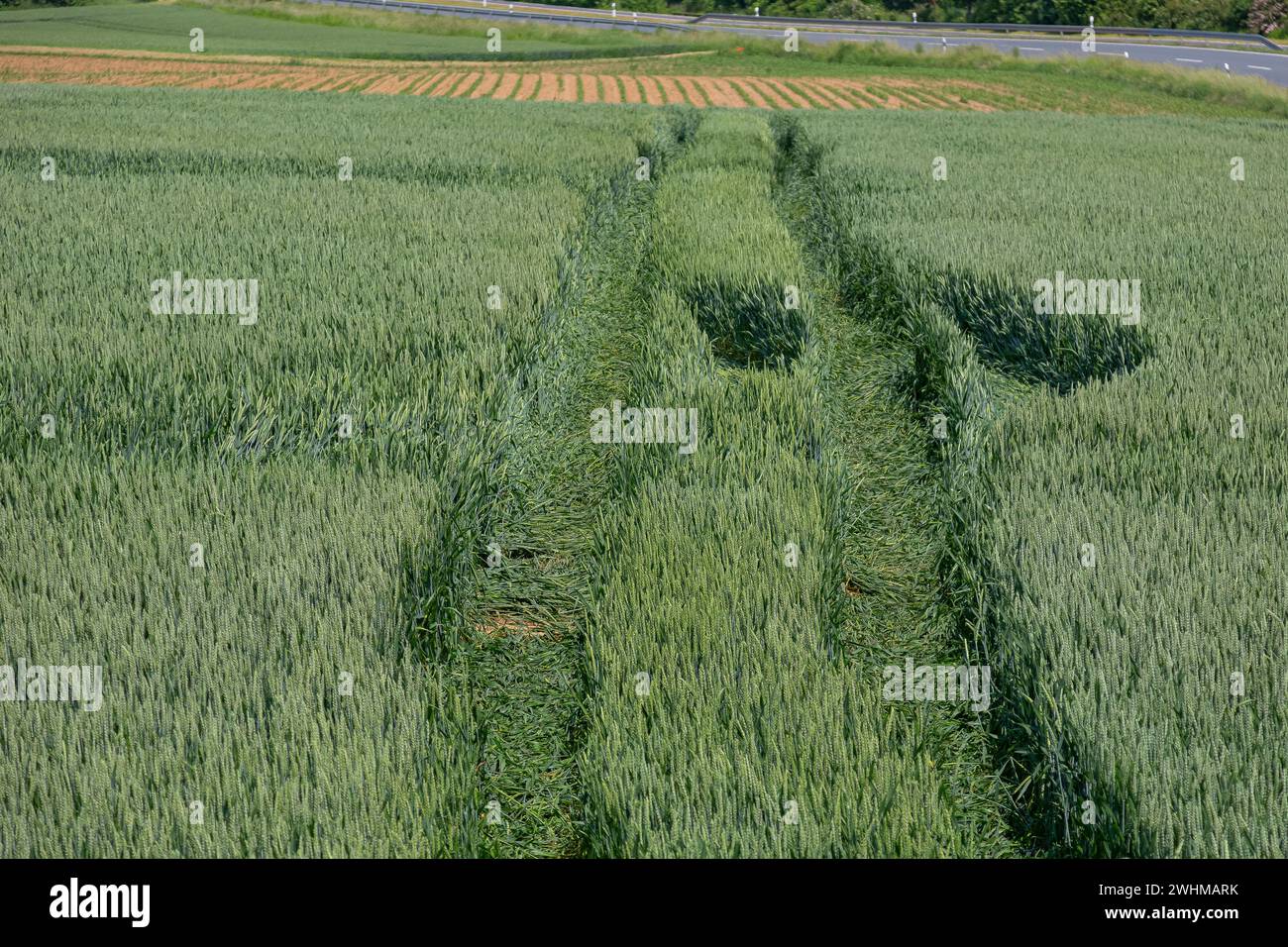 Traces d'un tracteur dans un champ de maïs vert avec une rue en arrière-plan Banque D'Images