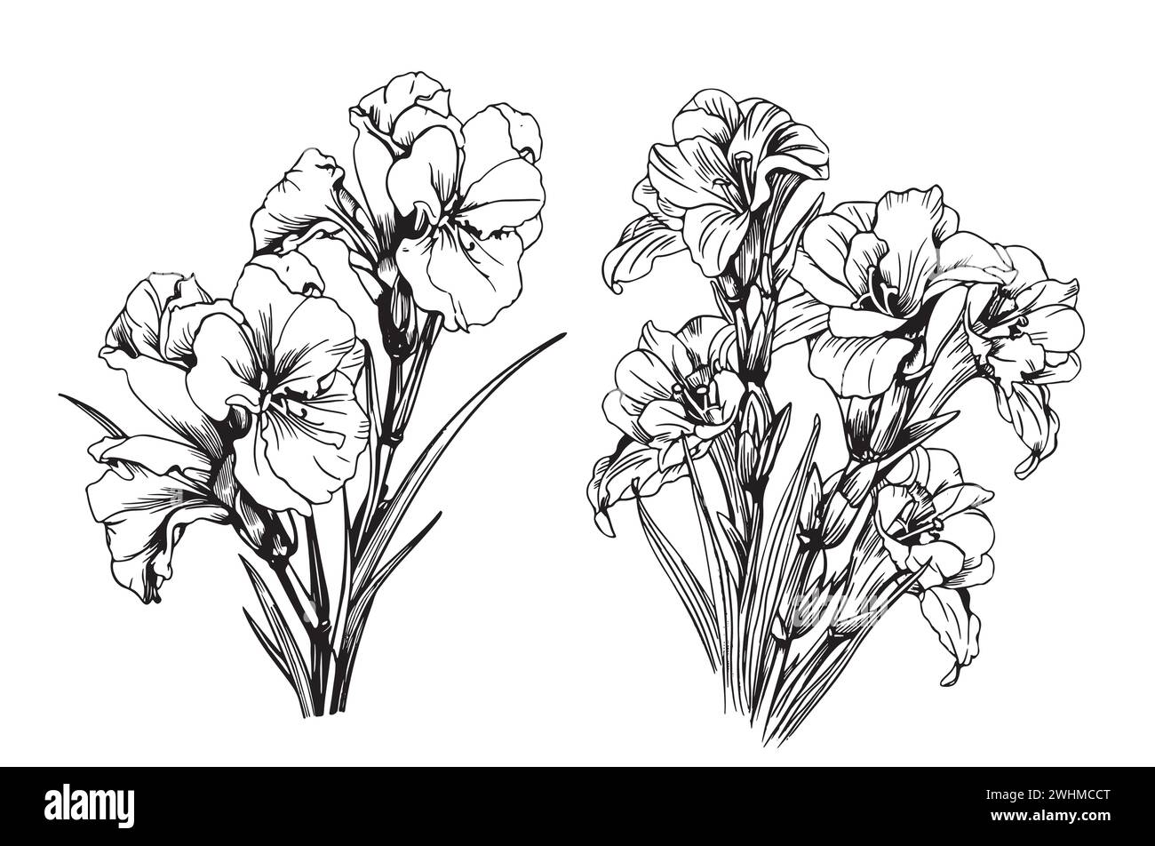 Vecteur fleur de ligne d'illustration florale noir et blanc Gladiolus sur fond blanc. Lis d'épée, gladiola, glaïeuls. Style de dessin à une ligne. Illustration de Vecteur