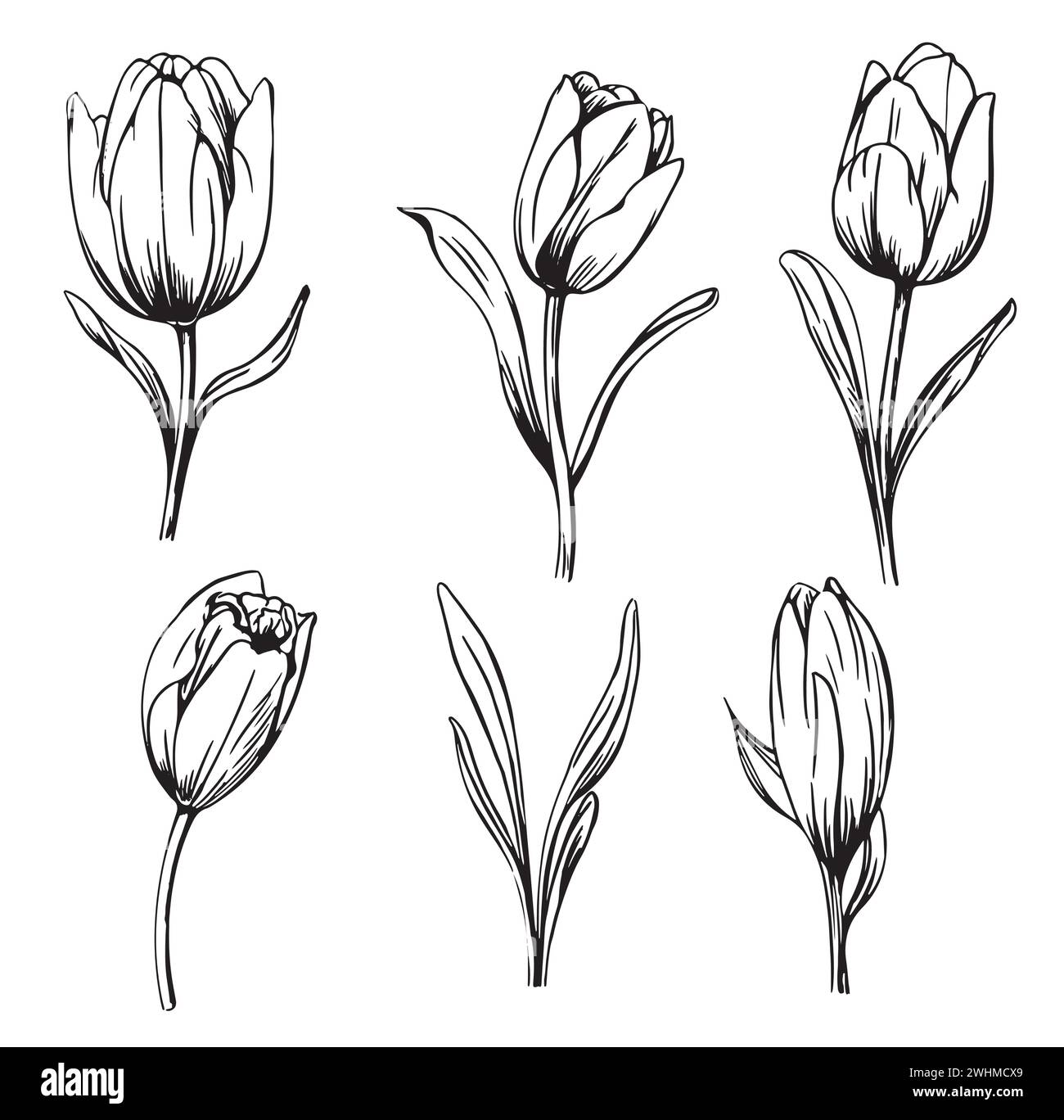 Ensemble dessiné à la main de branches de tulipes. Fleur isolée sur fond blanc. Illustration vectorielle vintage. Illustration de Vecteur