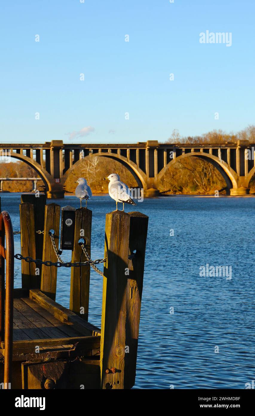 Mouettes sur Dock Post à Rappahannock River en Virginie Banque D'Images