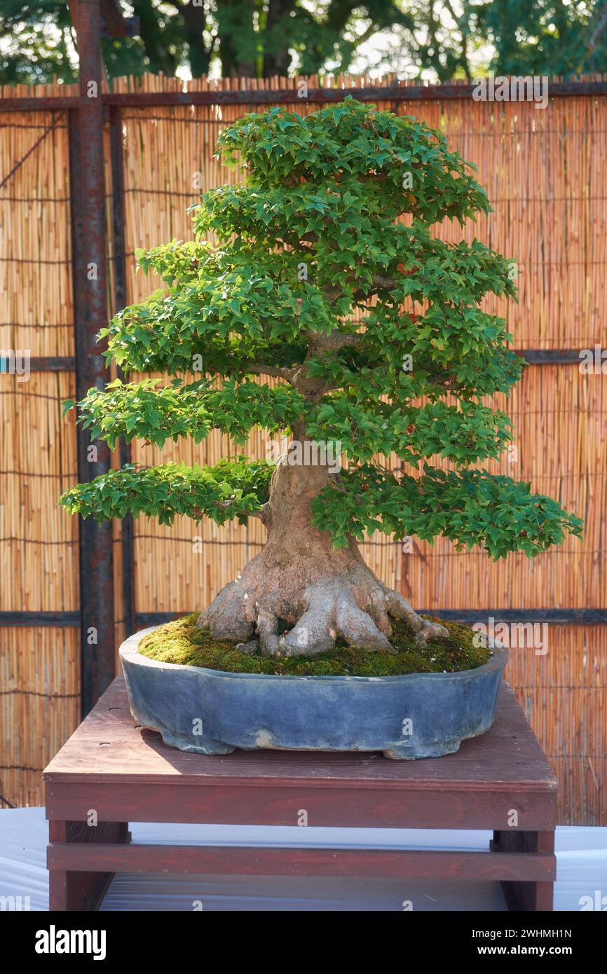 Arbre de bonsaï en érable Trident au spectacle de bonsaï du château de Nagoya. Nagoya. Japon Banque D'Images