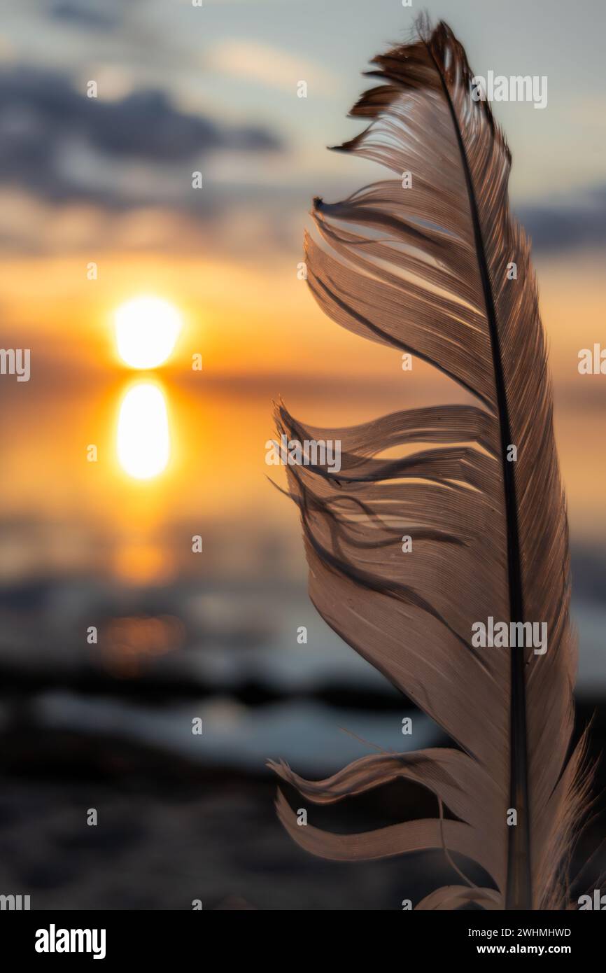 Plume dans le coucher du soleil plume d'oiseau Banque D'Images