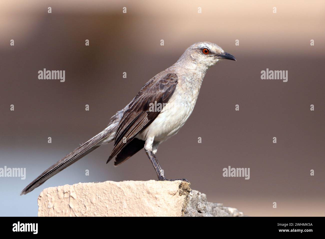 Mockingbird tropical (Mimus gilvus), isolé, perché sur un mur sur fond brun ton sur ton Banque D'Images