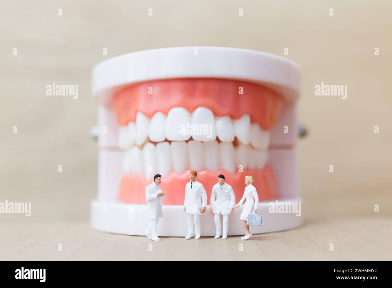 Personnages miniatures : dentiste et infirmière observant et discutant des dents humaines avec gencives et émail Banque D'Images