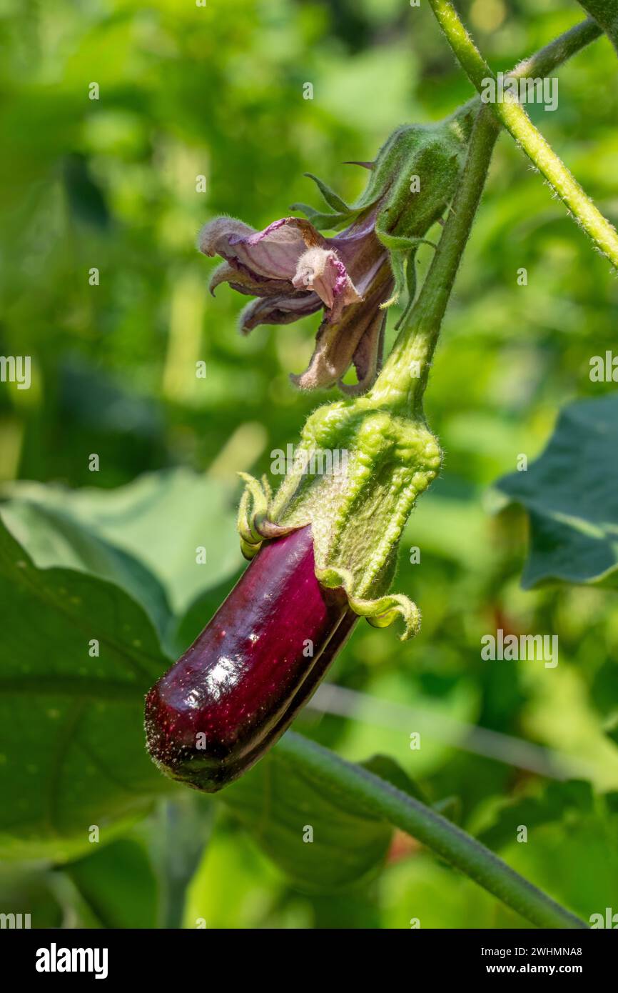 Issaquah, Washington, États-Unis. Petits doigts aubergines sur la vigne. Banque D'Images