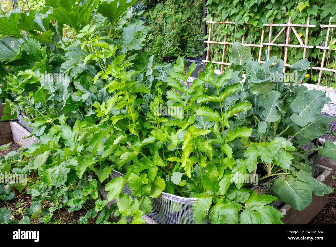 Issaquah, Washington, États-Unis. Jardin de lit surélevé avec panais au premier plan avec broccolini dans le dos et courgettes à l'arrière gauche, et fraises dehors Banque D'Images