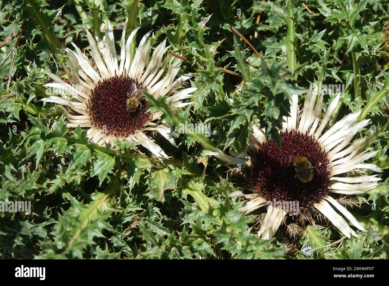 Carlina acaulis, chardon argenté, abeille, bourdon Banque D'Images