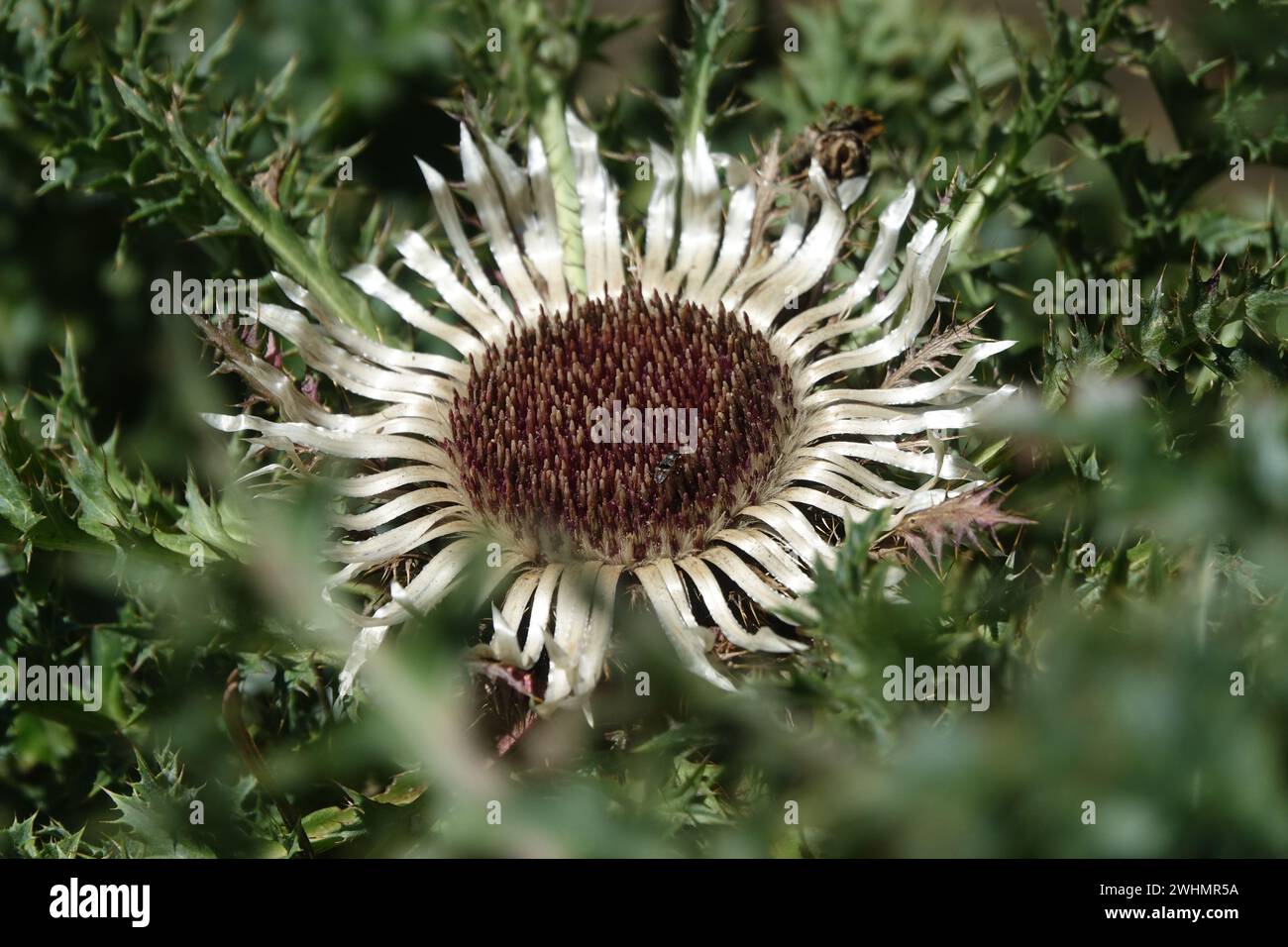 Carlina acaulis, chardon argenté Banque D'Images