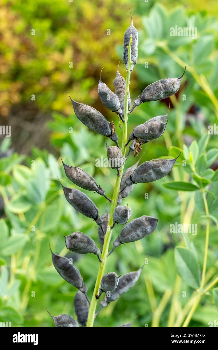 Bellevue, Washington, États-Unis. La plante d'Indigo australien est allée à la graine. Banque D'Images