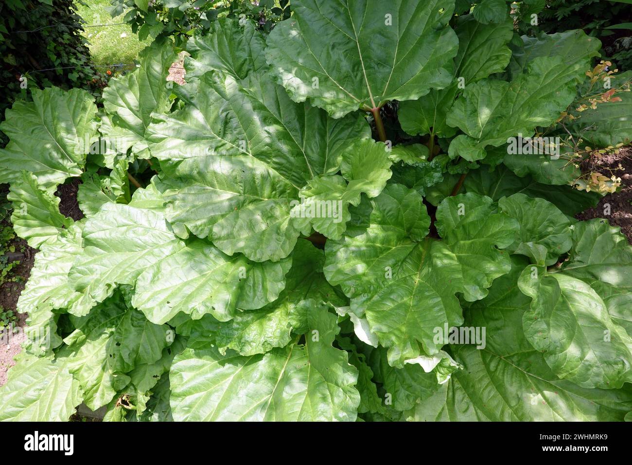 Rhubarbe cultivée (Rheum Ã— hybridum) - habitat et feuilles Banque D'Images