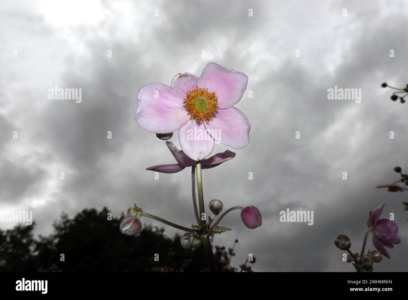 Fleur d'une anémone d'automne (Anemone hupehensis) contre un ciel nuageux Banque D'Images