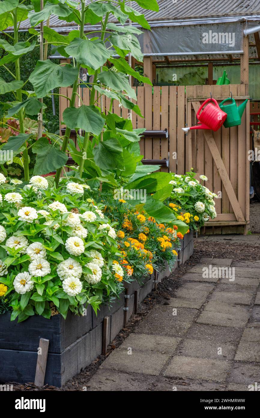 Bellevue, Washington, États-Unis. Dahlias, Marigolds et tournesols poussant dans un lit surélevé, près d'un abri de jardin Banque D'Images