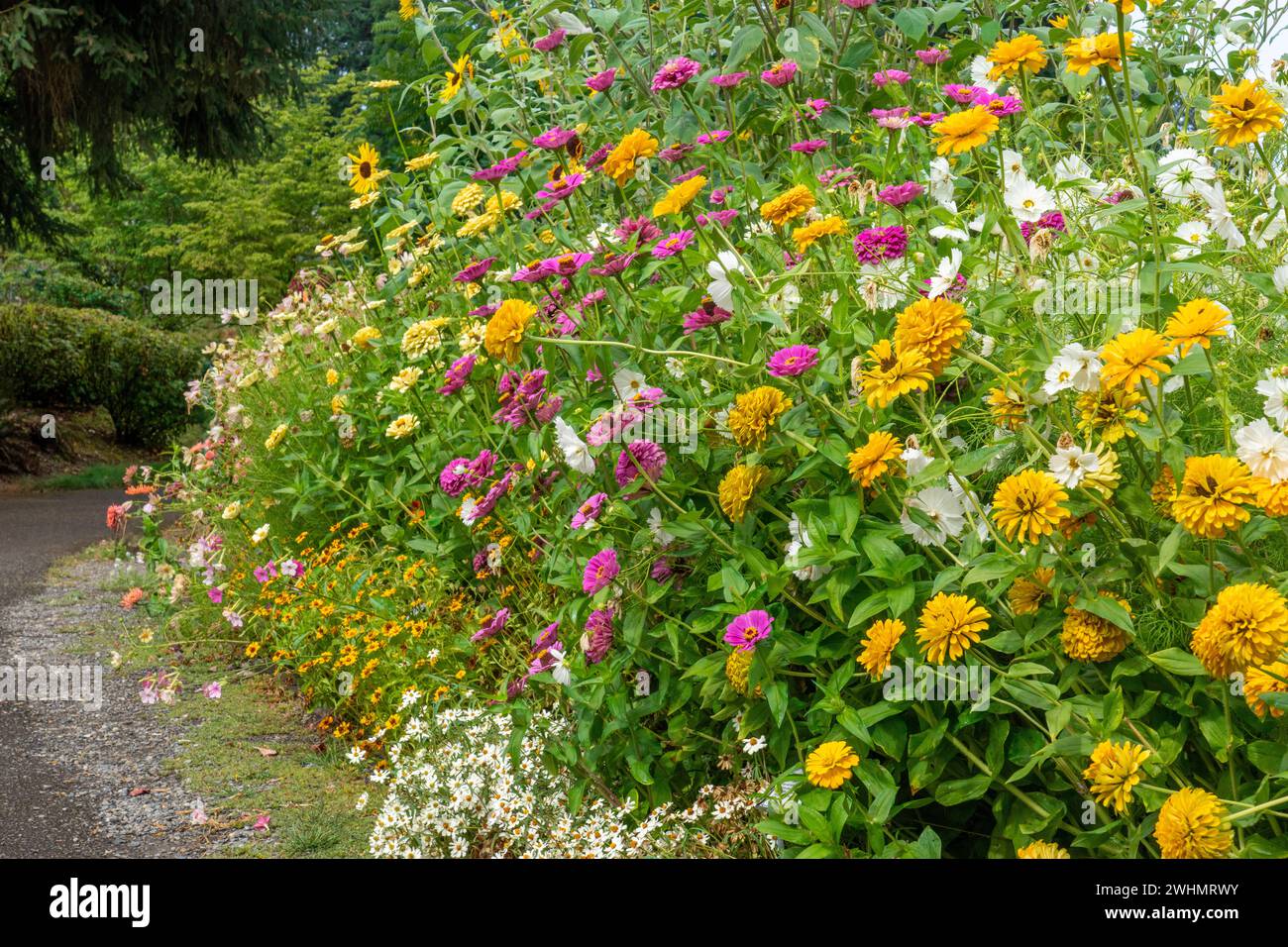 Bellevue, Washington, États-Unis. Jardin fleuri rangée de dahlias, tournesols et marguerites le long d'un chemin. Banque D'Images