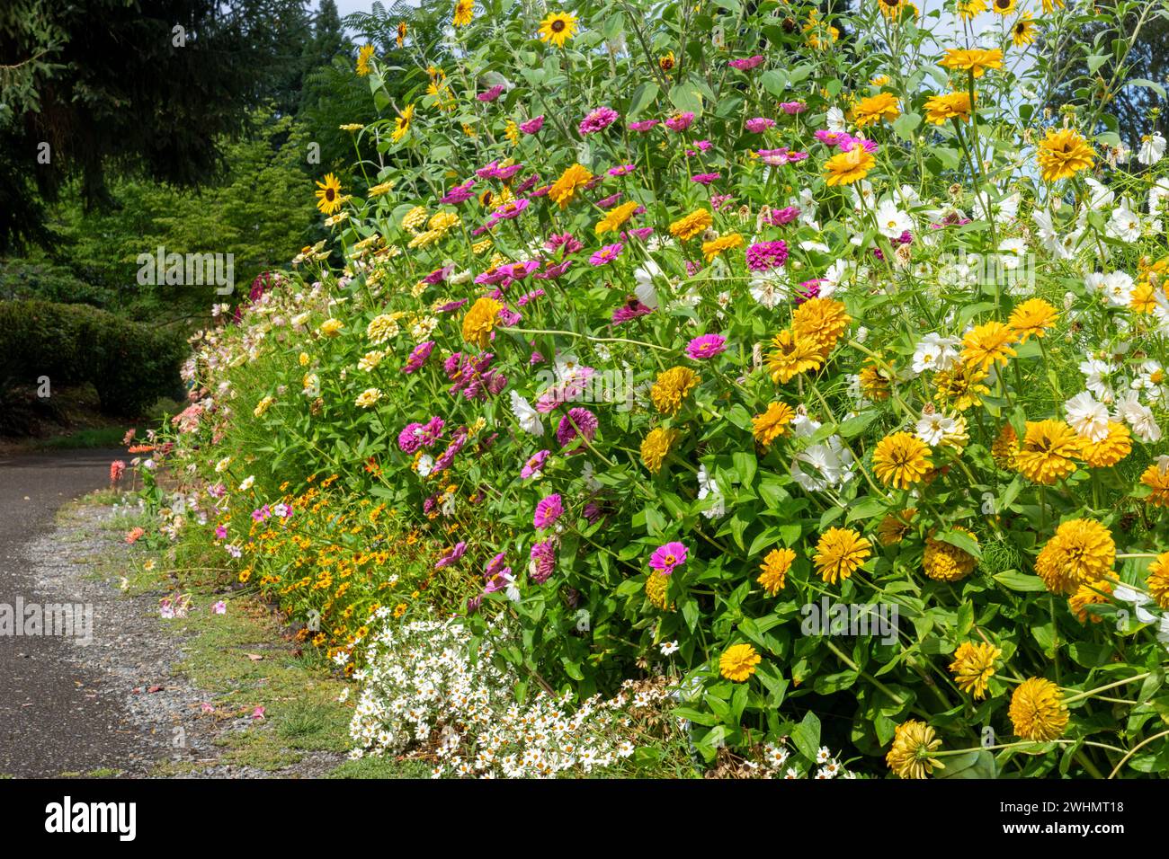 Bellevue, Washington, États-Unis. Jardin fleuri rangée de dahlias, tournesols et marguerites le long d'un chemin. Banque D'Images