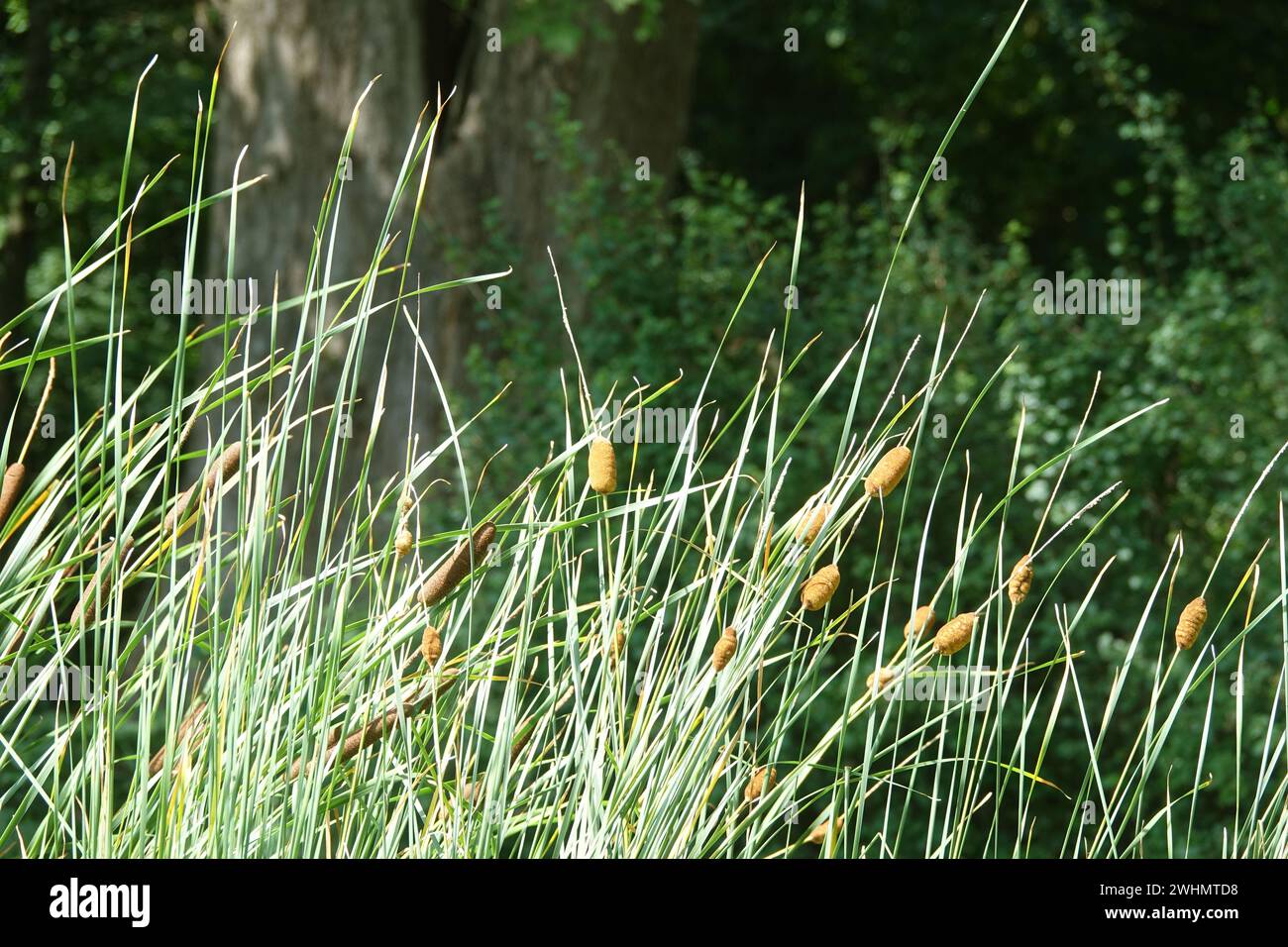 Typha laxmannii, queue de chat gracieuse Banque D'Images