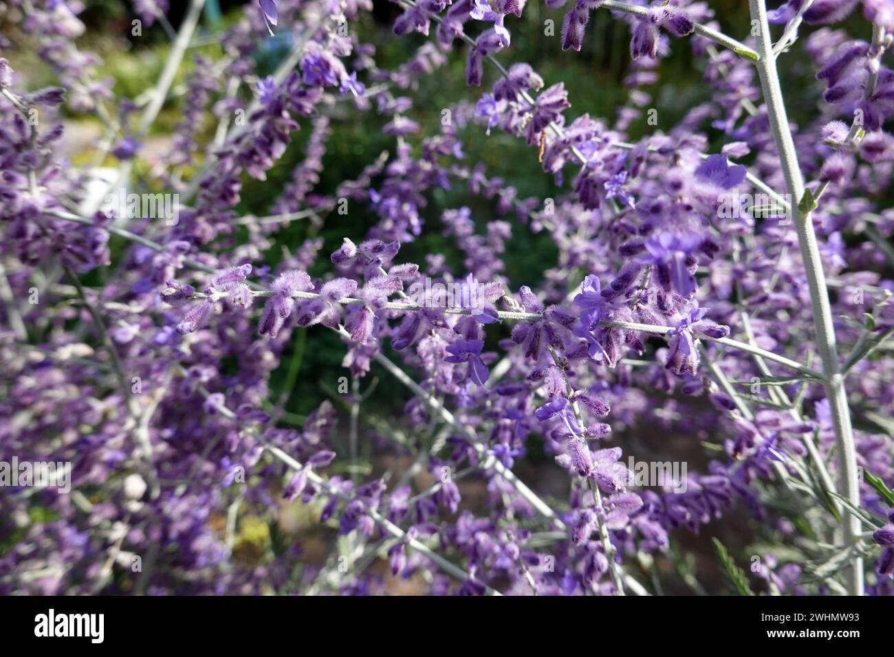 Perovskia argenté (Perovskia atriplicifolia), également connu sous le nom de rue bleue - plante à fleurs dans le jardin Banque D'Images