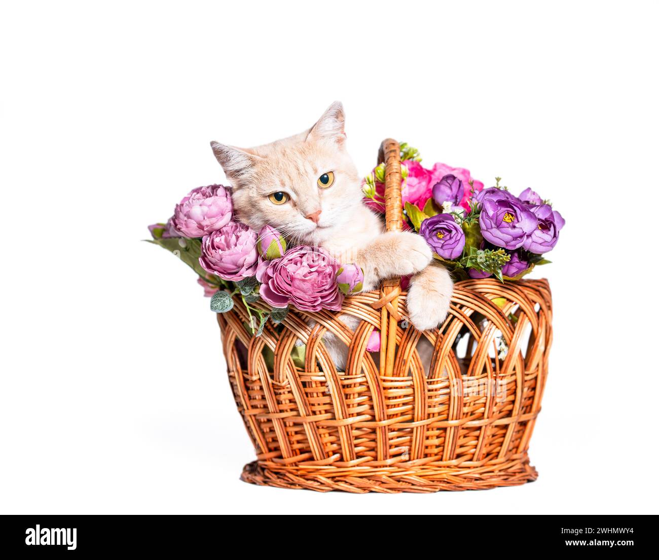 Chat rouge rayé caché dans un panier en osier avec pivoines de Bourgogne artificielles Banque D'Images