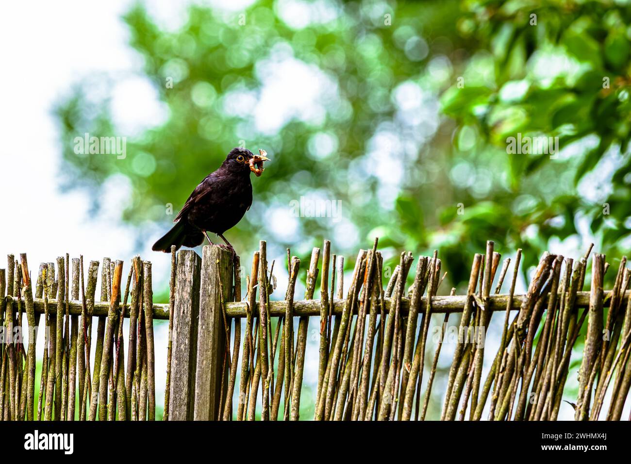 Oiseau sur une clôture. Blackbird Turdus merula. Oiseau noir eurasien mâle avec beaucoup de vers dans le bec Banque D'Images