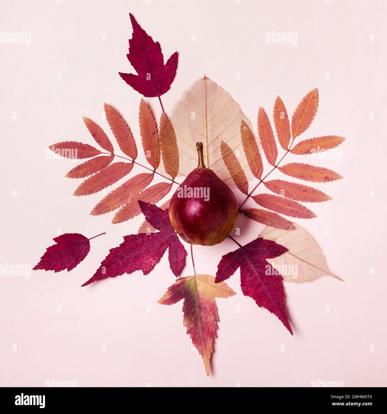 Composition naturelle de feuilles roses sèches. Poire sur fond rose. Concept de récolte d'automne Banque D'Images