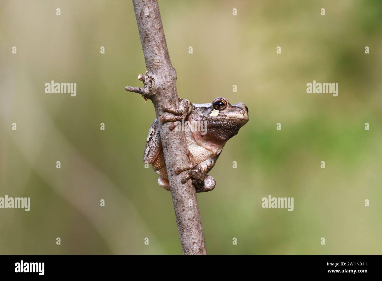 Grenouille grise (Dryophytes versicolor) sur une branche, Iowa, États-Unis Banque D'Images