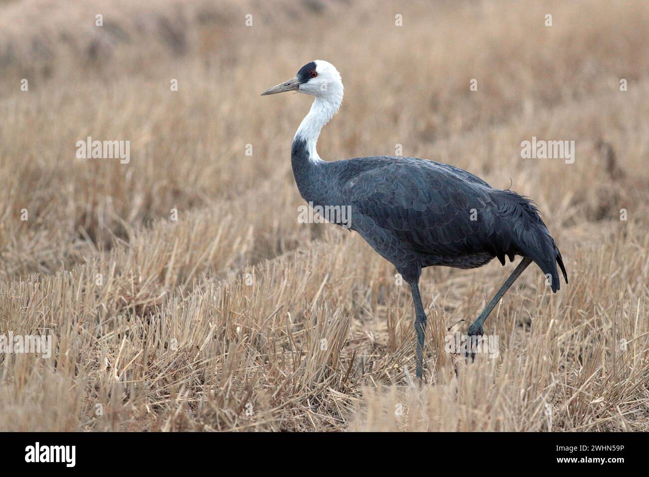 Grue à capuche (Grus monacha), oiseau unique, vue de côté. Dans une rizière d'hiver, Arasaki, ville d'Izumi, Kyushu, Japon 31 janvier 2024 Banque D'Images